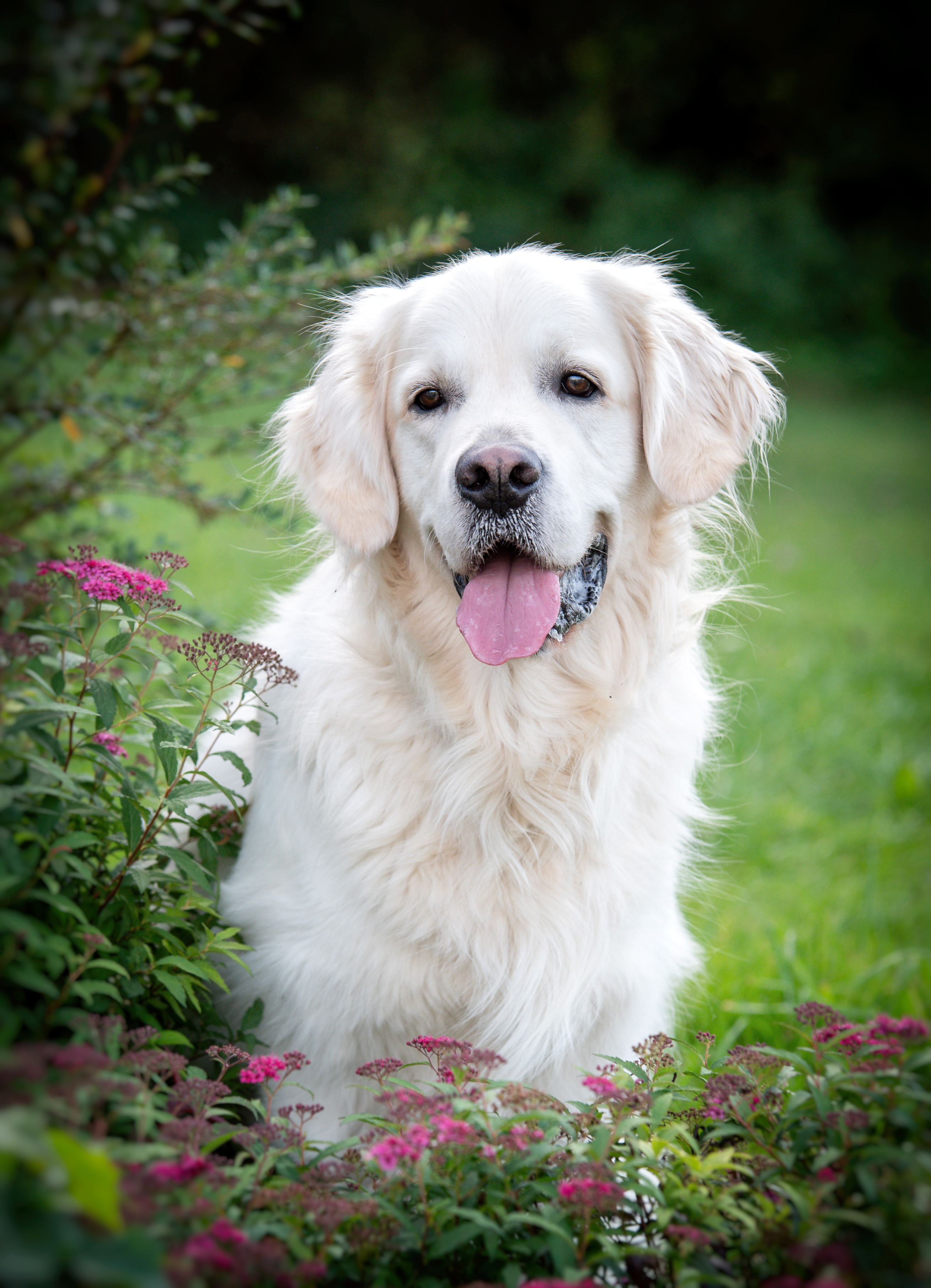 Therapie-Hund "Jamie"